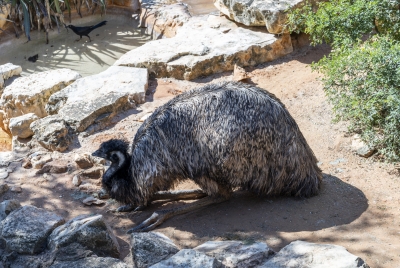 SA Zoo Emu 2025